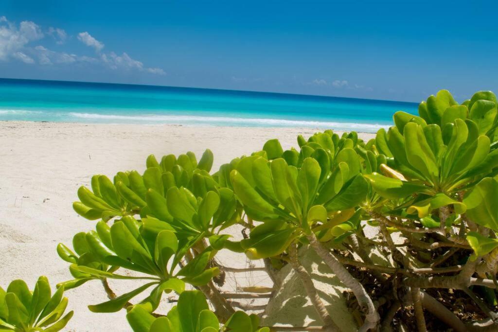 Ocean Front Villa Marlin, Best Location In Hotel Zone #109 Cancún Kültér fotó